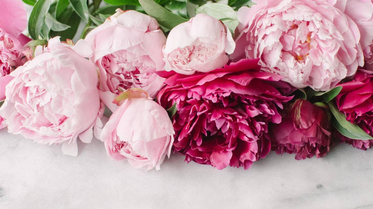 What Do Peony Colors Mean? Flower Symbolism